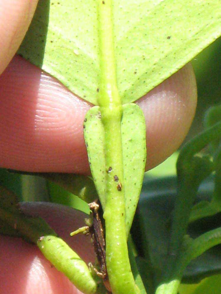              Petiole (Winter Haven, FL)       